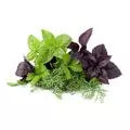 Herbal