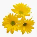 Yellow Floral