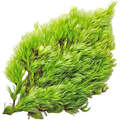 Mossy Notes