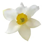 Narcissus