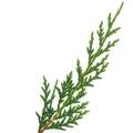 Nootka Cypress