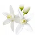Orange Blossom