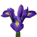 Orris Root