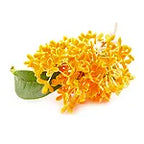 Osmanthus