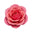 Afghan Rose