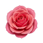 Afghan Rose