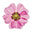 Ambrette Musk Mallow