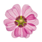 Ambrette Musk Mallow