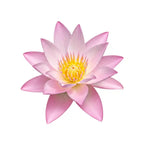 American Lotus