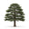 Atlas Cedar
