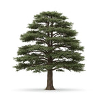 Atlas Cedar