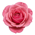 Azerbaijan Rose (1972)