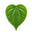 Betel leaf