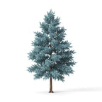 Blue Cypress
