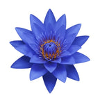 Blue Lotus