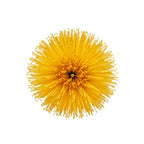 Boronia