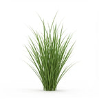 Bourbon Vetiver