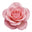 Bulgarian Rose