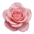 Bulgarian Rose