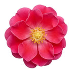 Bulgarian Rose Otto