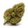 Cannabis