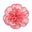 Carnation