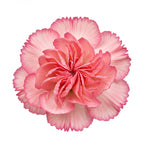 Carnation