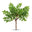Carob Tree