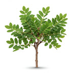 Carob Tree