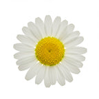 Chamomile