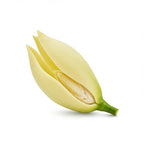 Champaca