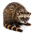 Civet