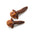 Clove