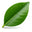 Clove Leaf