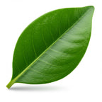Clove Leaf