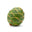 Cryptomeria