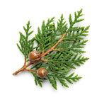 Cypress