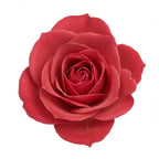 Damask Rose
