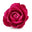Damask Rose Absolute