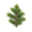 Douglas Fir