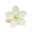 Egyptian Jasminum Grandiflorum