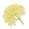 Elder flower