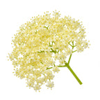 Elder flower