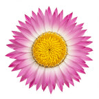 Everlasting Flower
