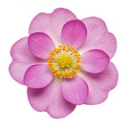 Floral Notes