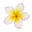 Frangipani