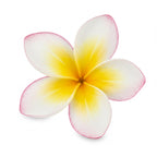 Frangipani