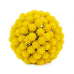 French Mimosa