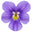 French Violet