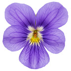 French Violet